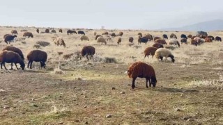 Patnosta kar yağmaması çiftçilerin yüzünü güldürdü