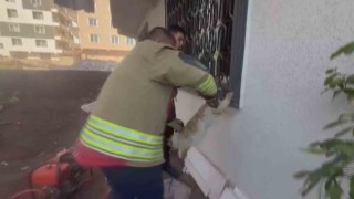 Pencere korkuluğunu sıkışan kediyi itfaiye kurtardı