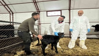 Pertekte kırsala bereket: Genç veterinere hayvancılık desteği