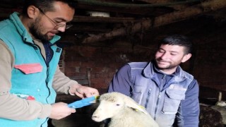 Pınarhisarda küçükbaş hayvanların küpeleri takıldı
