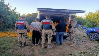 Portakal hırsızları suçüstü yakalandı