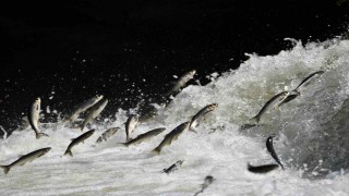 Prof. Dr. Alaeddinoğlu: İnci kefalinin nesli ciddi tehdit altında