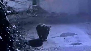 Rizede avcıların yakalayamadığı ayı güvenlik kamerasına yakalandı