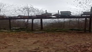 Rizede ayılara demir profilli tezgah da çare olmadı