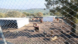 Sahiplendiği iki köpeği sokağa atan şahsa 172 bin TL ceza