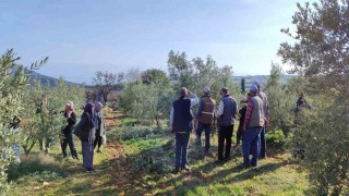 Salihlide ücretsiz zeytin budama kursu başlıyor