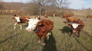 Samsunda 2026 Şap Aşılama Programı başladı