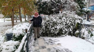 Şanlıurfada kar yağışı nedeniyle ağaç devrildi