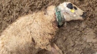 Şanlıurfada sürüye saldıran kurt 18 koyunu telef etti