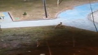 Şanlıurfada yiyecek arayan 2 tilki kent merkezine indi