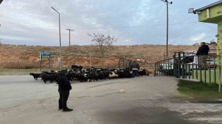 Şap hastalığı nedeniyle kapalı olan Siirt Hayvan Pazarı açıldı