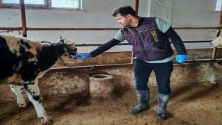 Şap hastalığına karşı aşılama çalışması yapıldı