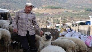 Şap karantinası meraları boşalttı