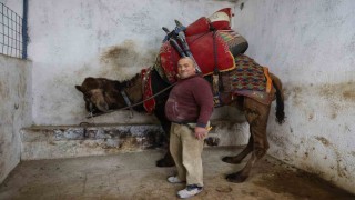 Şap karantinası nedeniyle iptal edilen deve güreşleri sektörde sıkıntıya neden oldu