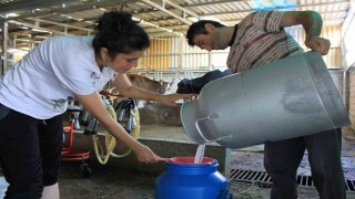 Şapın vurduğu üreticiler süt fiyatında güncelleme istiyor