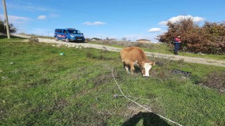 Sarayda kaçak yollarla getirilen 9 büyükbaş hayvan kesime gönderildi