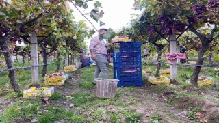 Sarıgölde üzüm hasadı devam ediyor