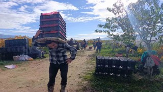 Sarıgölde üzüm kesimi aralık ayında da sürüyor