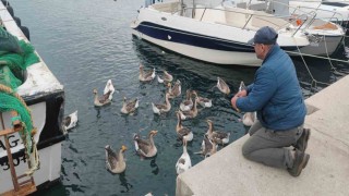 Şarköyün maskotu Vakvaklar