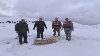 Siirtte yaban hayvanlarına 750 kilo besi yemi bırakıldı