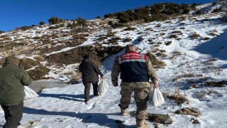 Siirtte yaban hayvanlarına 750 kilo yem bırakıldı
