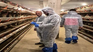 Simavda ticari yumurtacı tavukçuluk işletmesinde ilk resmi denetim