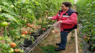 Simavdaki sera alanlarından pestisit denetimi için domates numunesi alımı