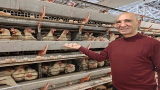 Simavın Kuşu beldesinde günlük 15 bin yumurta üretimi