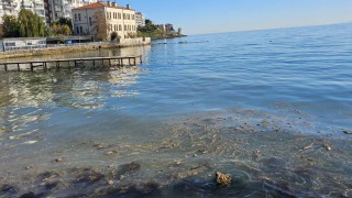Sinopta deniz yüzeyindeki kirlilik vatandaşları endişelendirdi