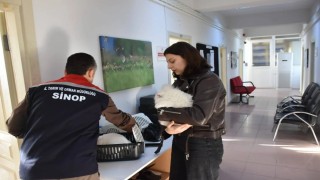 Sinopta hayvan kimliklendirme istatistikleri