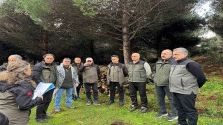 Sinopta ormancılık faaliyetleri