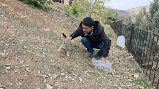 Siverekte sahipsiz kedilere mama bırakıldı