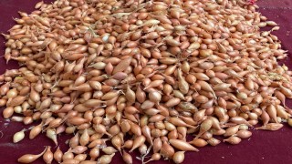 Soğan üreticilerine ‘Dikim zamanı uyarısı