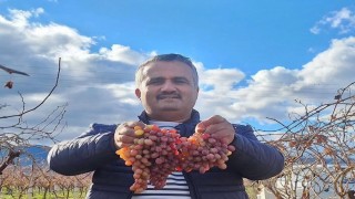 Soğuğa dayanıklı kazancı yüksek