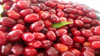 Soğuk algınlığına doğal çözüm: Kızılcık