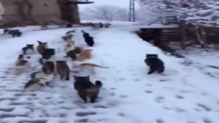 Soğuk kış günlerinde yürek ısıtan görüntüler Erzincandan