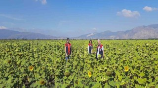 Sökede 10 bin dekarlık alana ayçiçeği tohumu dağıtılacak