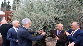 Stratonikeiada ilk ‘Zeytin Hasat Festivali düzenlendi