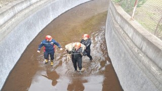 Su kanalına düşen karaca kurtarıldı, itfaiye eri metrelerce omzunda taşıdı