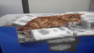 Sultangazide bir zincir markette mide bulandıran anlar: Kedi un paketlerinin üzerine tuvaletini yaptı