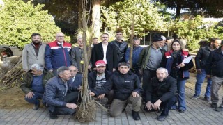 Sultanhisarda üreticiye kestane ve incir fidesi dağıtıldı