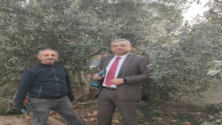 Sultanhisarda zeytin budama kursu başladı