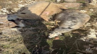 Sürüden ayrılan koyunları kurt kaptı: 28 koyun telef oldu