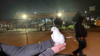 Tahliyeleri beyaz güvercinle karşıladılar