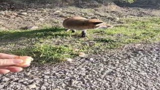 Tarihi Alanda insanlara alışan tilki bölgenin maskotu oldu