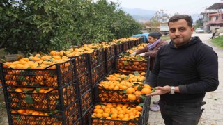 Tarla fiyatı 2 TLye kadar gerileyen mandalina üreticilerinden market fiyatlarına tepki
