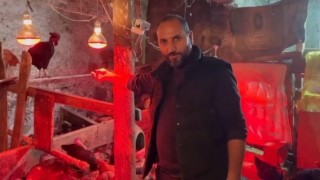 Tavuklara müzikli terapi: Yumurta verimi arttı