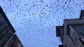 Tekirdağ semalarında kargaların görsel şöleni