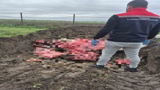 Tekirdağda 1 ton menşei belirsiz hayvansal ürün imha edildi