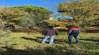 Tekirdağda ceviz bahçesinde hastalık ve zararlı kontrolü yapıldı